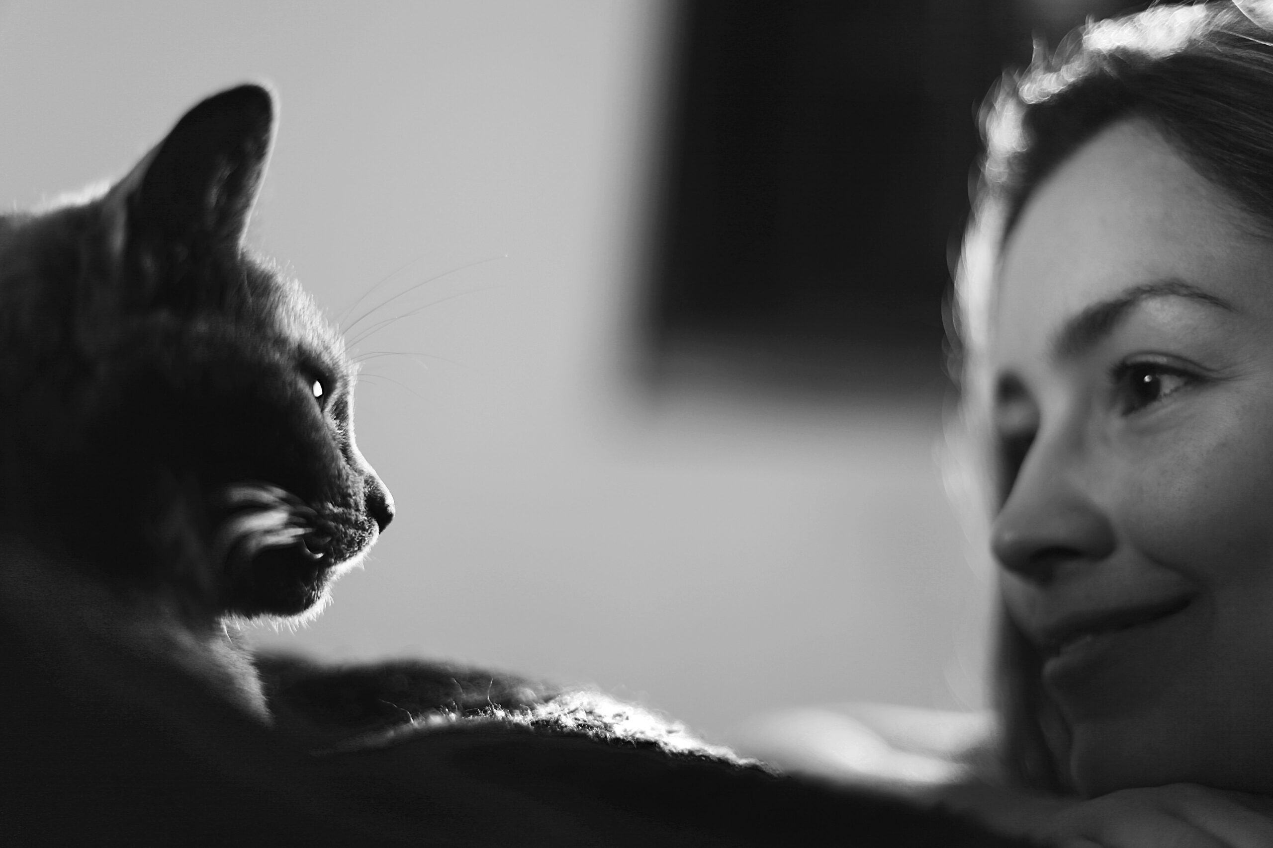 Katt och människa