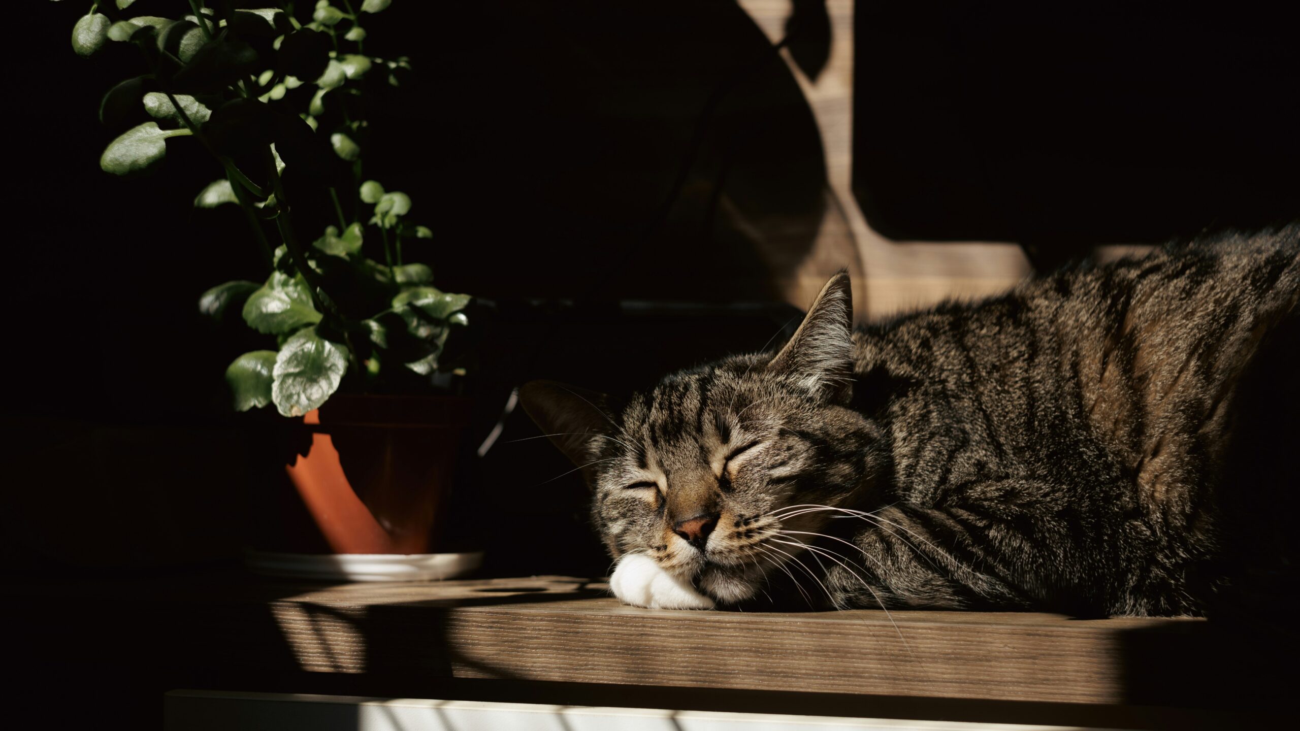 En katt som sover